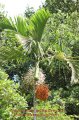 Hyophorbe indica - palmier moyen endmique plein soleil 6-7m